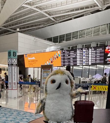 ホーホッ🛫
（ハリーくん、オーバーナイト便で出国します）