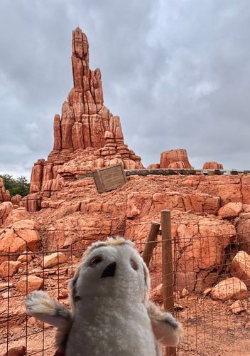 ホッ⛰️
（初のビッグサンダーマウンテンで振られる🌀前のハリー君）