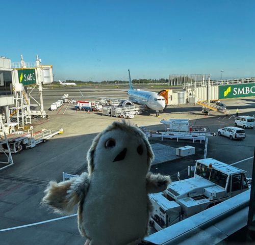 ホホゥ🛫
（まもなく搭乗、ハリーくん秋の旅）