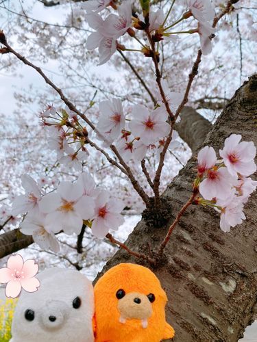とても綺麗ネ🌸