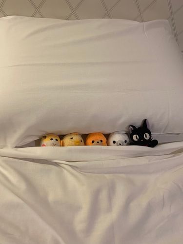 みんなでおやすみ🌙.°