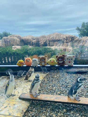 上越市立水族博物館 うみがたり×リラックマのコラボ‼️🧸🐥🐧
館内のあちこちにリラックマたちがいて可愛かった〜！とても癒されました🥰