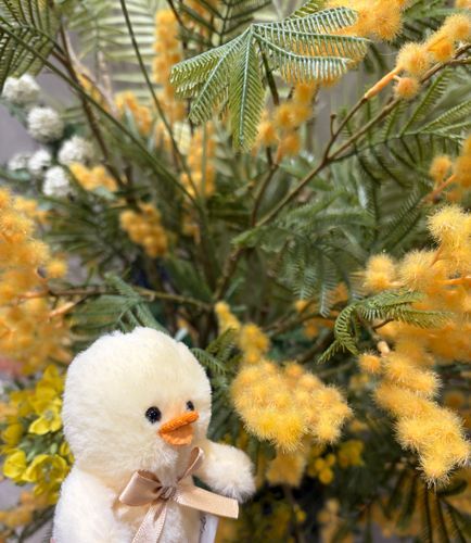 ちょ、、見るからに花粉やばそうっぴ、、え？ミモザ？ちょっと何言ってるかわからないっぴね