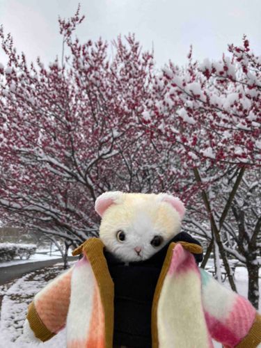 いつもの公園だけど雪が降るだけで、観光地に来たみたい
赤と白の組み合わせが綺麗✨