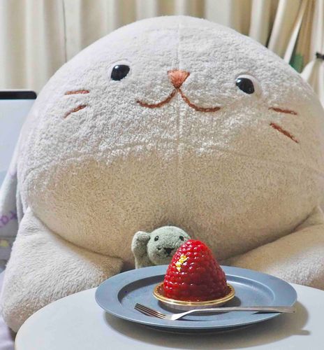みんな、おしさしぶり！！🥲
いま とっても ラズベリーなケーキ、たべてる🍰

とうこう してないあいだも、
ぶーは あいされて すごしているぞ
でも、もっといっぱい ニンゲンに しゃしん  とってもらおうかな