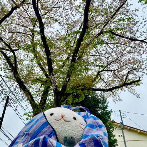 ぶーちゃん IN おそと！
（...OUT ?）

きょうは ニンゲンが はやおきをして、ぶーを きんじょの こうえんに つれてってくれた！

サクラ、だいぶ ちってたけど
ぶーも ホンモノ みられたぞ🌸