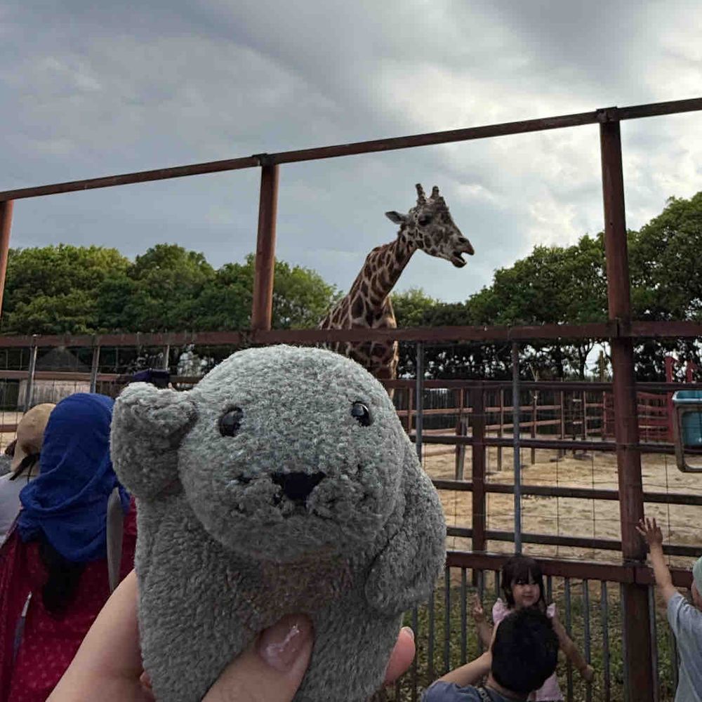 ゴールデンウィークに、
もっさんは ファミリー達と 動物園に行ってきたぞ！🦒🦘🐘🐑

世の中には アザラシ以外にも たくさんの種類の どうぶつさん達がいるんだな〜

とっても 楽しかったし 勉強になったぜ

（もっさん）