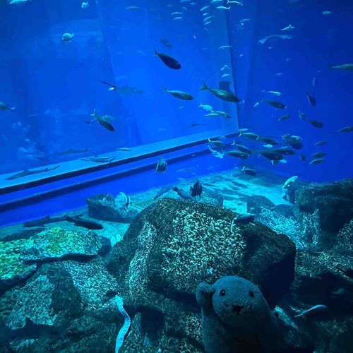 もっさん in 水族館！

アザラシって カワイイよな〜
な！みんな！！🦭

（もっさん）