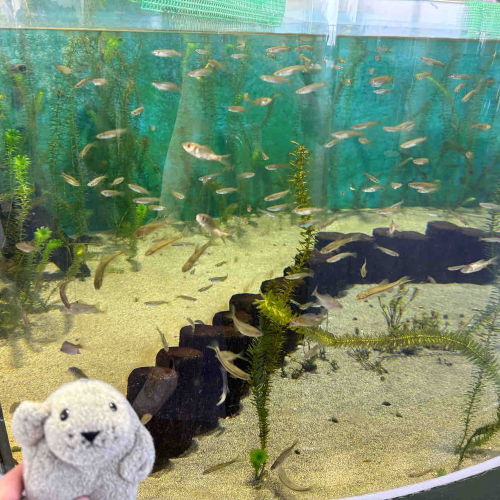 もっさん in 水族館！

アザラシって カワイイよな〜
な！みんな！！🦭

（もっさん）