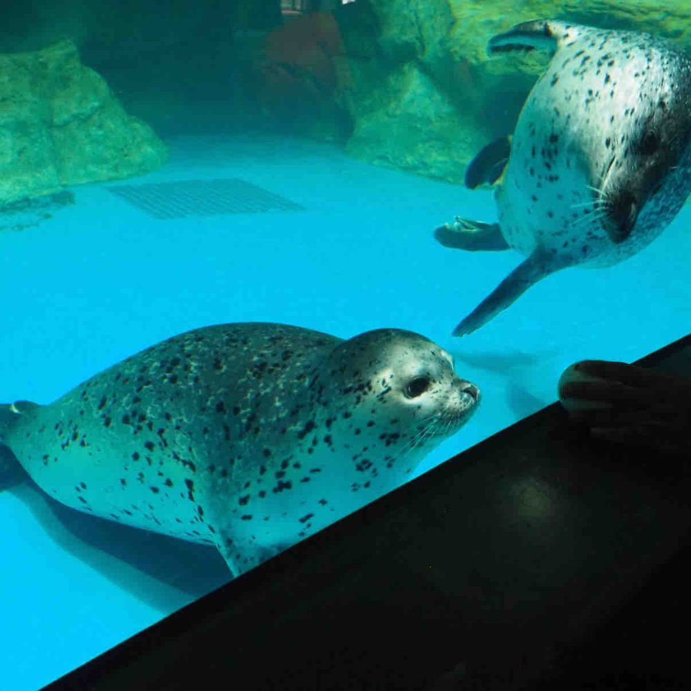 もっさん in 水族館！

アザラシって カワイイよな〜
な！みんな！！🦭

（もっさん）
