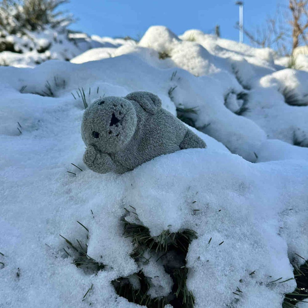 みんな、おひさ！
ぶーちゃん＆もっさんズは ニンゲンの ふるさとに ついてきているぞ！

雪がいっぱいで アザラシにとっては 天国だな〜

さっそく埋もれてみたぞ🌨️


（もっさん）