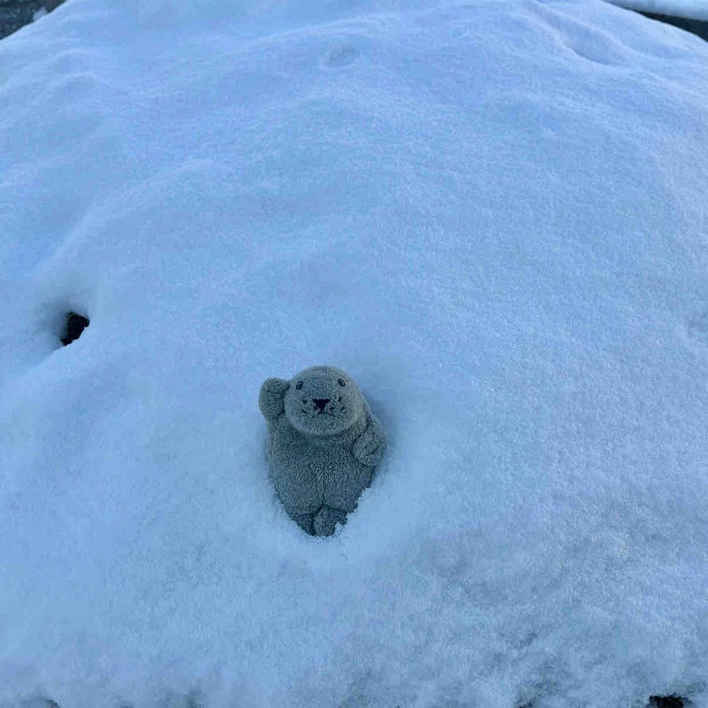 みんな、おひさ！
ぶーちゃん＆もっさんズは ニンゲンの ふるさとに ついてきているぞ！

雪がいっぱいで アザラシにとっては 天国だな〜

さっそく埋もれてみたぞ🌨️


（もっさん）