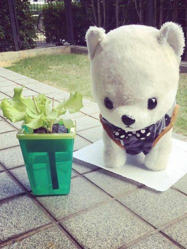🌱