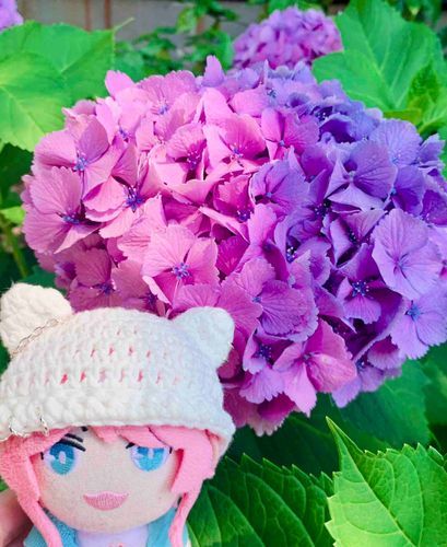 らむぬに似合う色の紫陽花あったよ𖤣𖥧𖥣𖡡𖥧𖤣綺麗だね〜