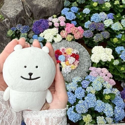 紫陽花の季節︎𓂃❁⃘𓈒𓏸きれいすぎる