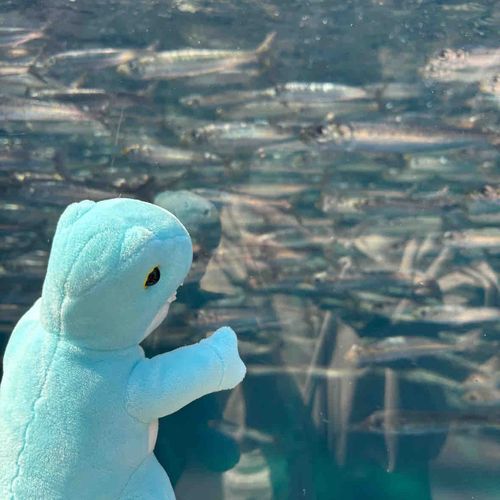 いわしのむれだ🦕