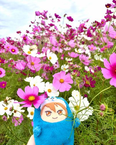 コスモス畑をおさんぽしたよ