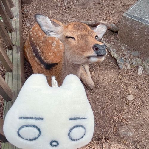 奈良🦌