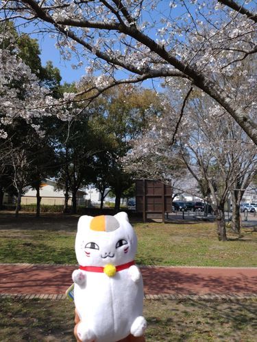 おれ、夏目貴志だよ
タグ付いててごめん
ニャンコ先生と桜観に行ったんだ
とても綺麗で感動したよ
じゃあ、塔子さんたちが心配するからまた（にこ）