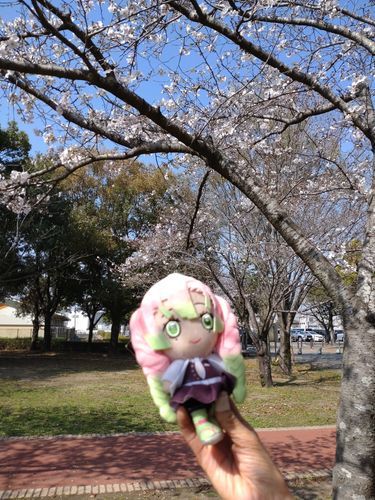 私甘露寺蜜璃よ♡
桜が綺麗に咲いていたの🌸
伊黒さんも誘えば良かったなあ（汗）