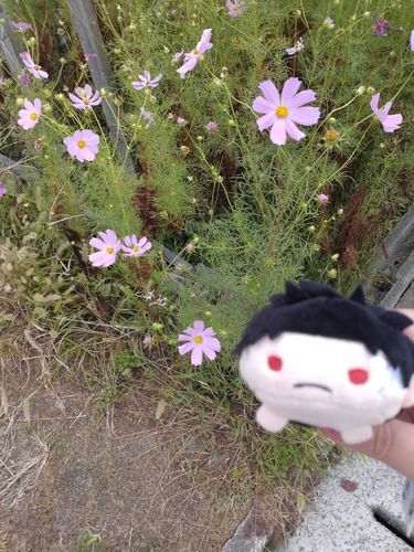 コスモス❀