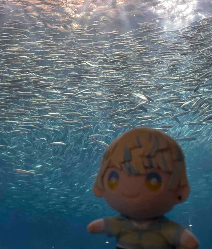 🐝🤣「このお魚なんて言うん？」

🍵「イワシって言うんだよ…」

🐝🤣「イワシかぁ…めっちゃおるなぁ…」