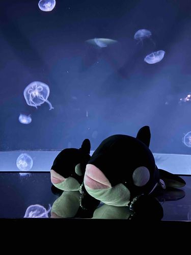 お久しぶりです！
先日は横浜のフォーチュンアクアリウムと池袋サンシャイン水族館に行ってきました！🐠🫧‪
全国の水族館をごまとおにぎりと一緒に見て回りたいなと思っています。