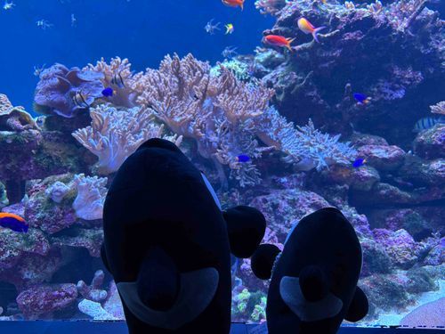 大水槽は大きいね
いつか2匹も立派なショーが出来るシャチさんになってね