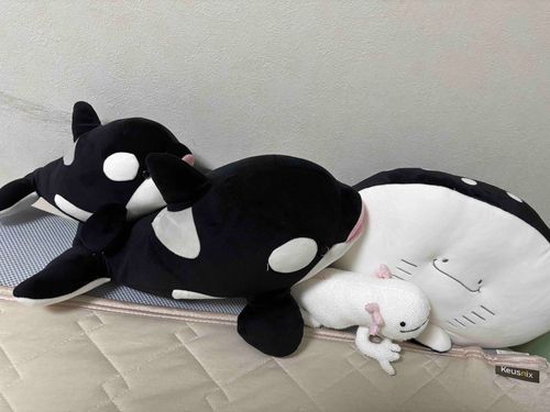 お久しぶりです
仲間が増えてから飼い主の枕元はにぎやかですよ〜
ごまもおにぎりも規則正しい生活になってから夜に布団の外に打ち上げられることも無くなりまして、定位置で大人しくしています😌
次はどの水族館に一緒に行こうかな〜