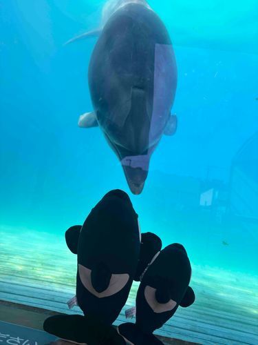 この間はオレオくんのお兄ちゃんと一緒に福井県に行ってきました！
越前松島水族館で人懐っこいイルカさんにご挨拶！