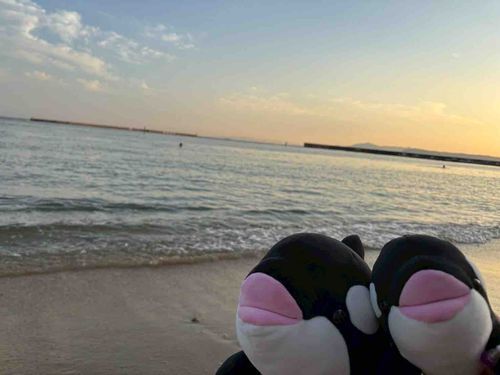 夕暮れ時の海はとても綺麗です
やっぱり彼らには海が良く似合う