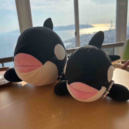 たくさん写真を撮りました。
一緒にもいっぱい撮ったね〜
これからも末永くよろしくね！
いっぱい食べて大きくなって、立派なショーができるシャチさんになってね！