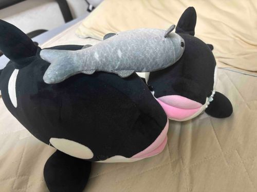 去年にシャチの間で鮭帽子が流行していたとお聞きしました！
うちの子達にも流行りを楽しんで貰いましたよ…！
お兄ちゃんが買ってくれたやつ、きっと鮭だと信じて乗せてみました😂