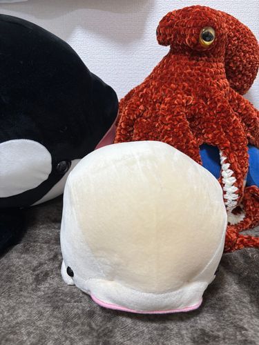 新しい家族を紹介します！
八景島シーパラダイス出身のシロイルカの雪見さんです！！！
我が家では珍しく、杏仁に続いて女の子です！
よろしくお願いします！✨
オレオともちまるを添えて……