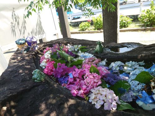 紫陽花凄く綺麗でした✿ﾟ❀.(*´▽`*)❀.ﾟ✿