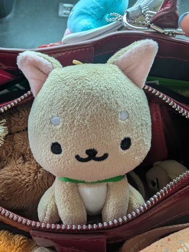 ばぁ！🐾