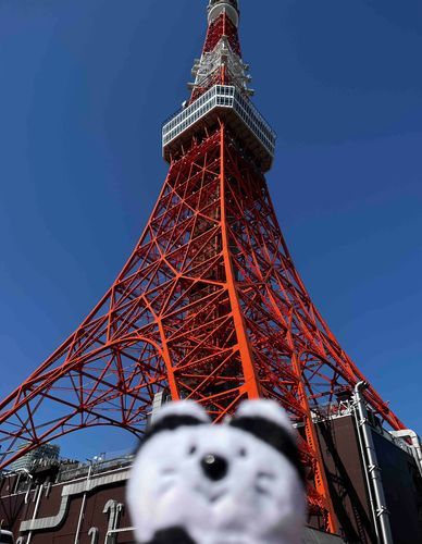 東京タワーを見にきたよ🗼とっても高いんだね！🐾🐈(ピンぼけしちゃってごめんね…)