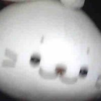 しろたん