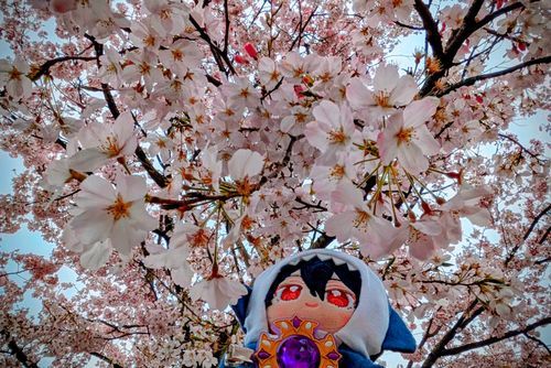桜と🌸