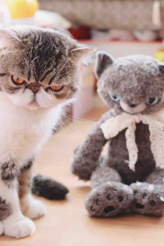 ポーちゃんとネンネ🐈🐈‍⬛