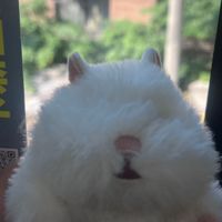 とろなす