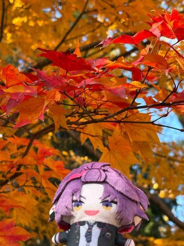 🍂🍁✨✨✨