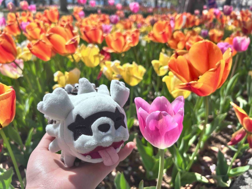 お花畑だー！