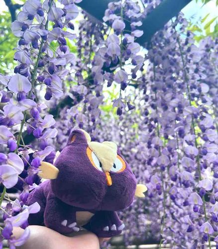 藤の花を 見に行ってきたよ！良い香り！
