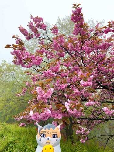 🌸