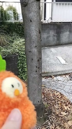 カメムシがいっぱいいる木😨😨　　　　　　　　　　　　　　　　にんじんの着ぐるみきてます。　あつくるしい🥵　