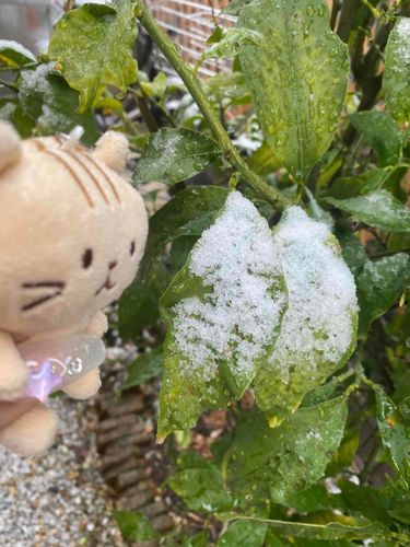 おにわで　雪が　ふってる！　葉っぱさん　さむく　ない？