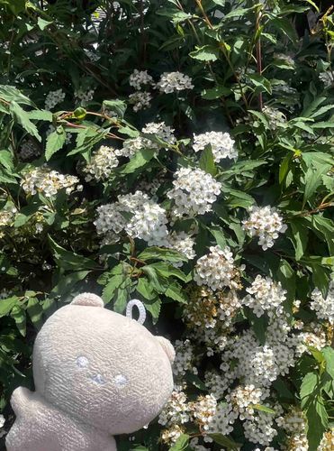 帰省していたときの写真です。
なんていうお花なんでしょうか❁⃘*.ﾟ