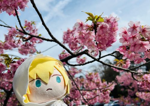 まんばくん『主と花見に来た。主の本丸近くはまだ早い様だが、少しずつ咲き始めたな。』