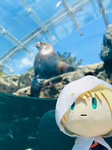 御伴んばくん『主と水族館に行ってきた。あんた、いつから飼われてたんだ？』
※ボヤけてますが、多分トドです。